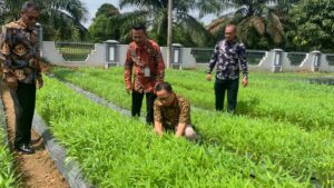 Lapas Banyuasin Panen 50 kg Sayur Kangkung Hasil Budidaya Warga Binaan